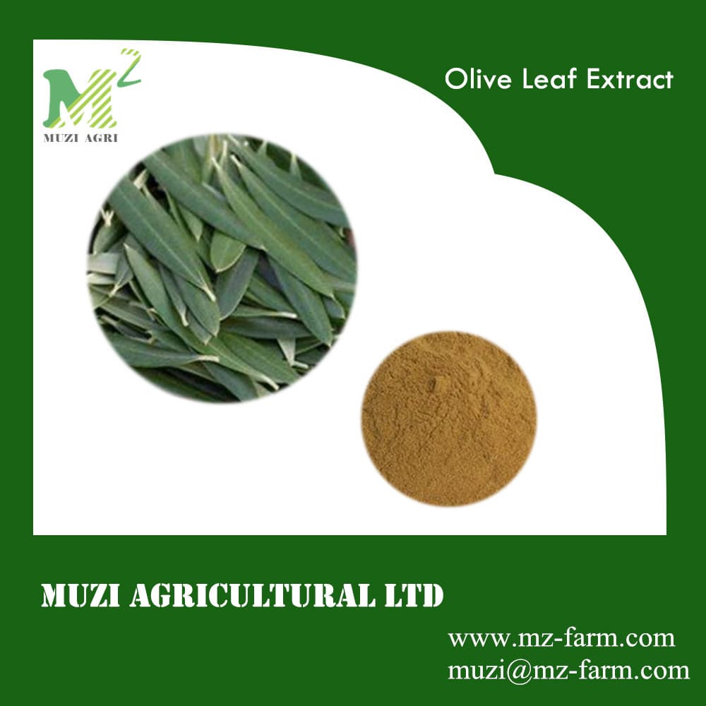 Olive Leaf Extarct Powder Oleuropein _Oleanolic Acid